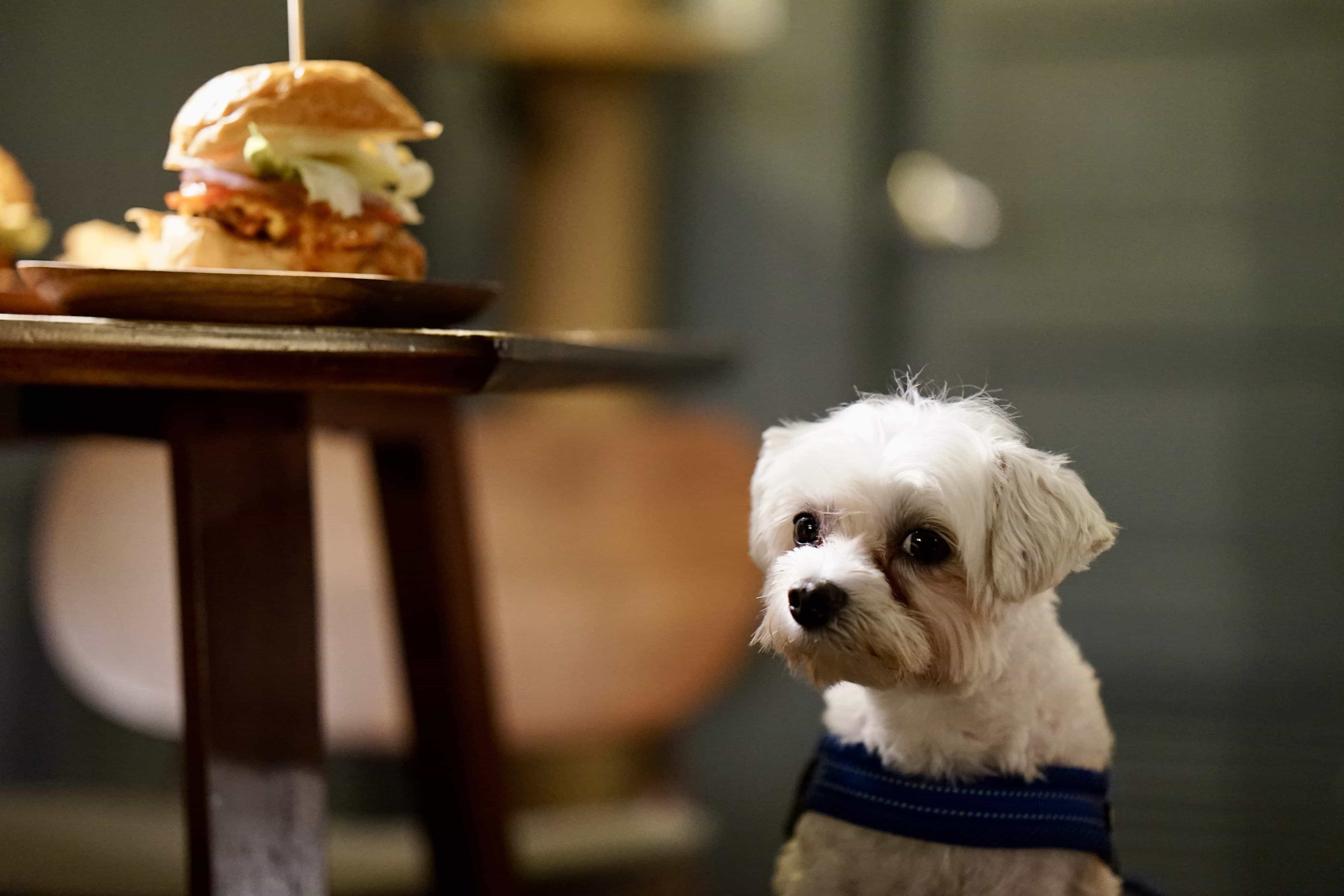 TAKE OUT Burger 是很棒的寵物友善餐廳，但是沒有狗狗吃的食物，偷筆只能哀怨的看著漢堡。